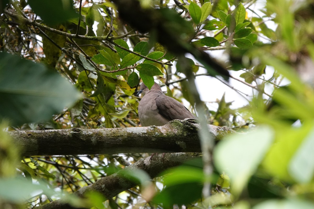 White-tipped Dove - ML620079520