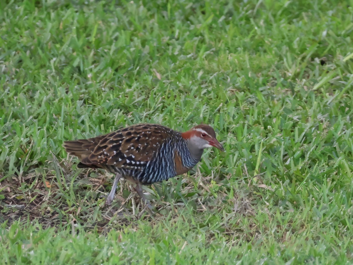 Buff-banded Rail - ML620079525