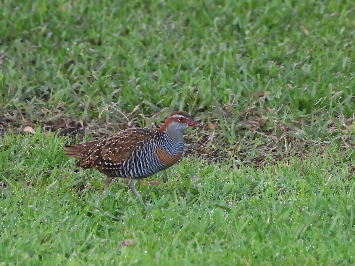 Buff-banded Rail - ML620079528