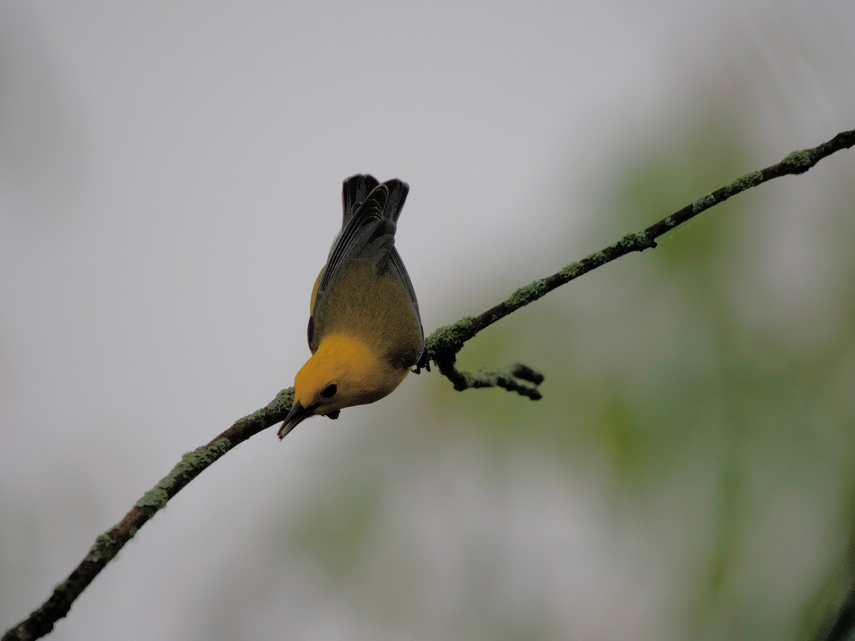 Prothonotary Warbler - ML620079534