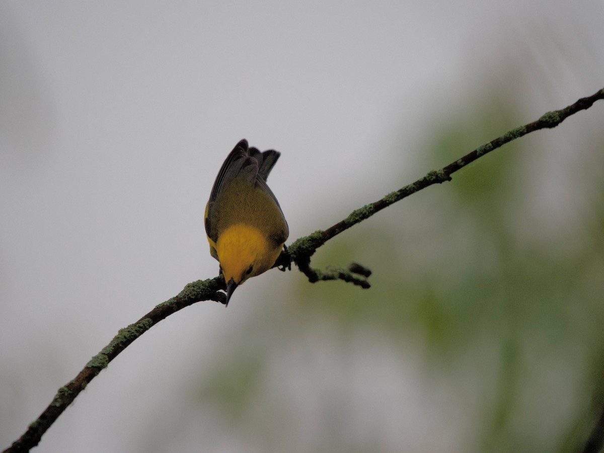 Prothonotary Warbler - ML620079535