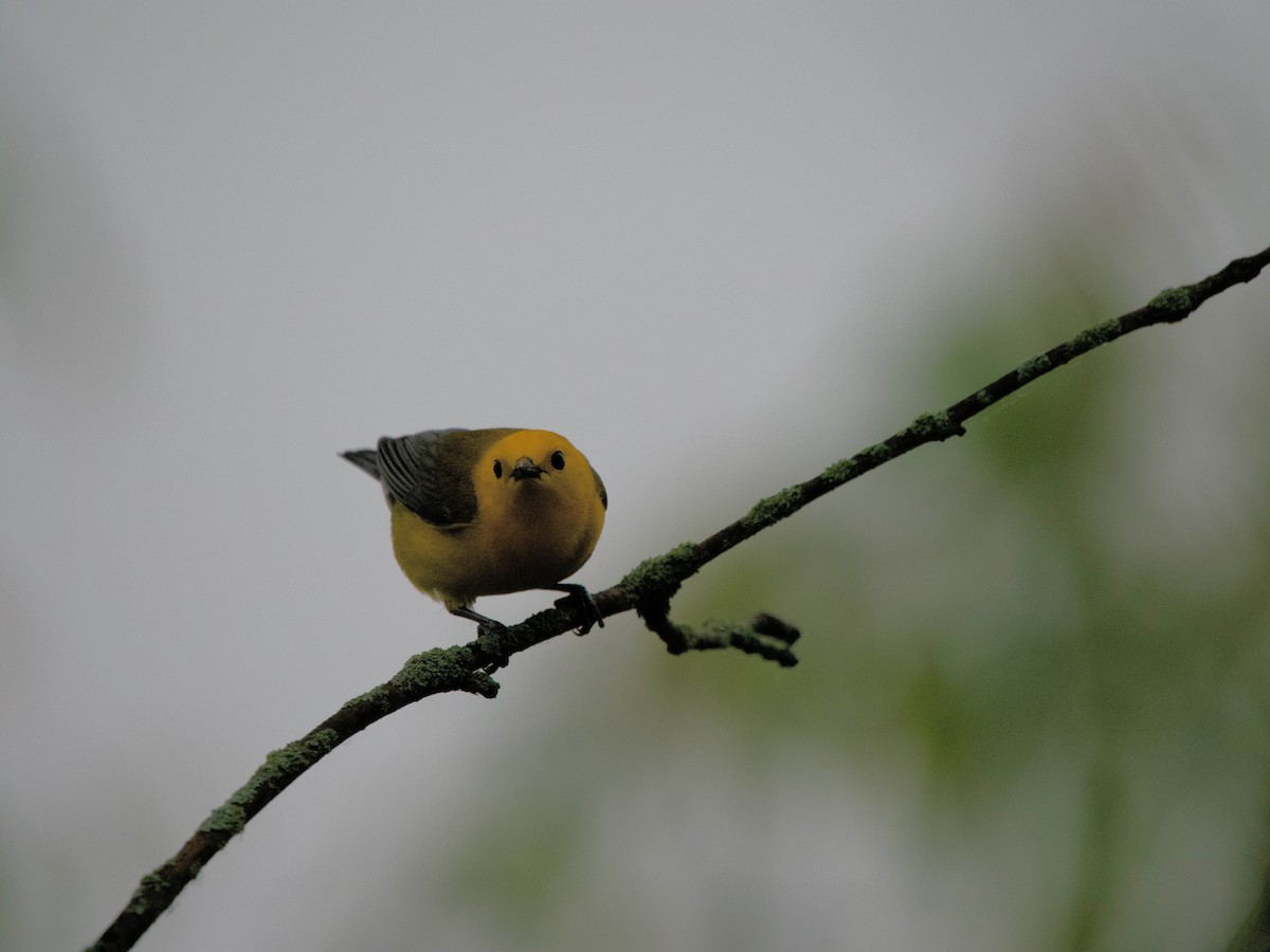 Prothonotary Warbler - ML620079536