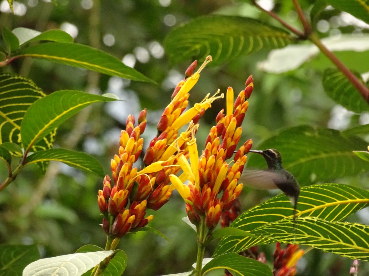 kolibřík bělovousý - ML620079545