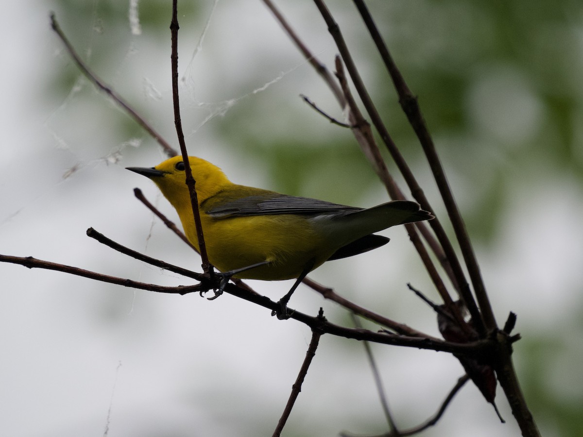Prothonotary Warbler - ML620079546