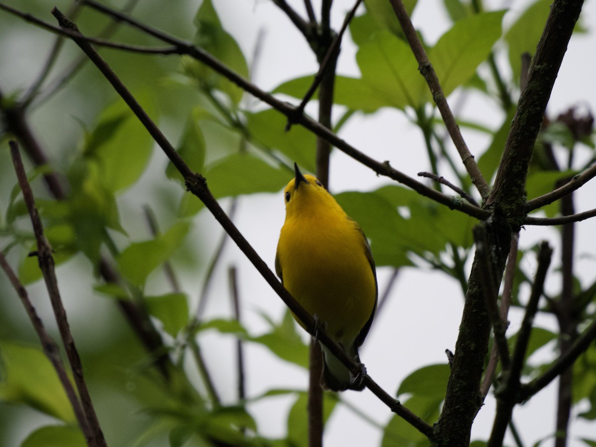 Prothonotary Warbler - ML620079547