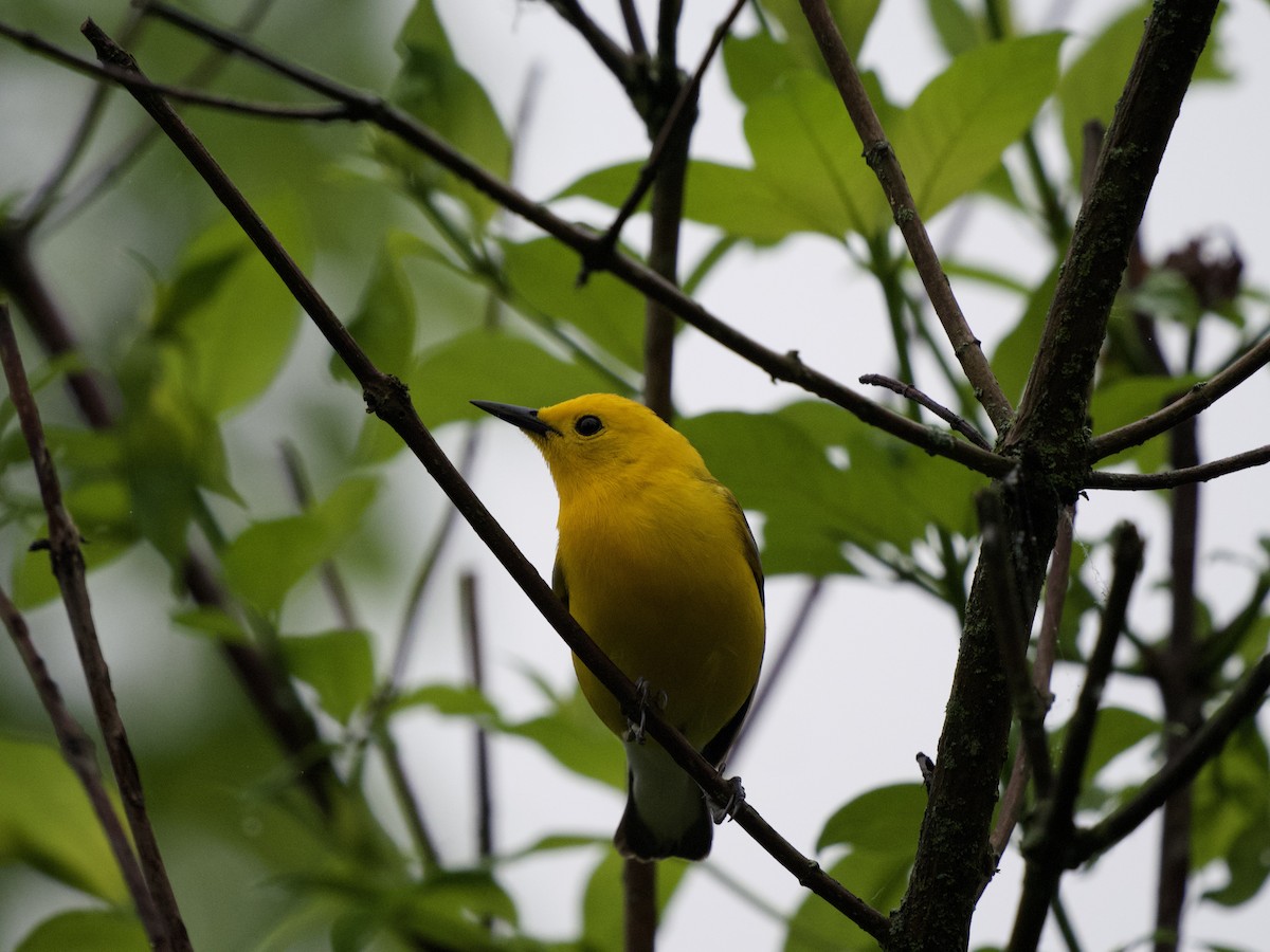 Prothonotary Warbler - ML620079548