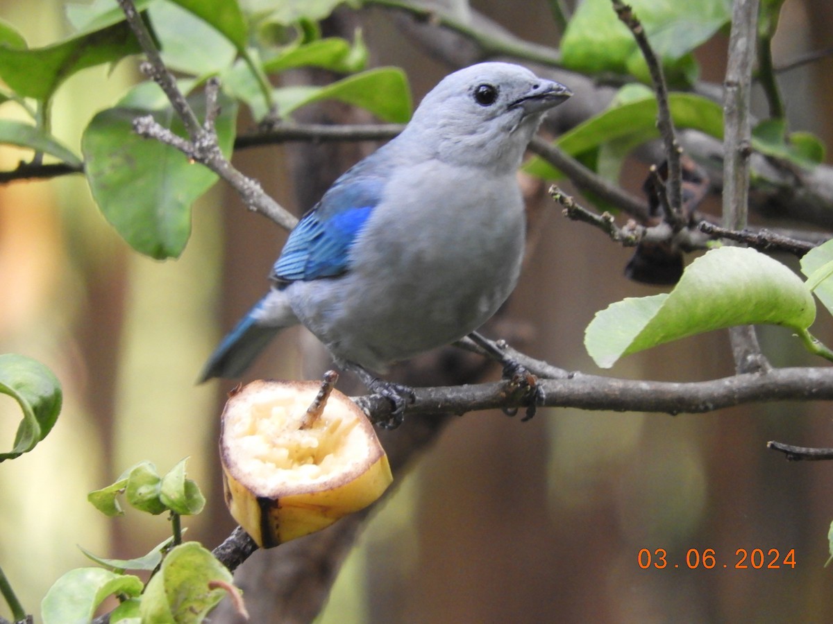 Blue-gray Tanager - ML620079555