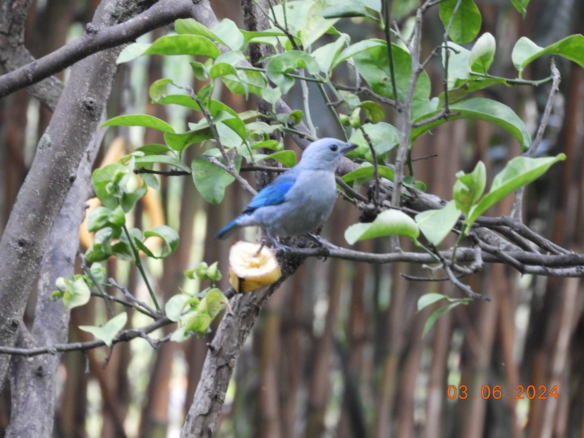 Blue-gray Tanager - ML620079557