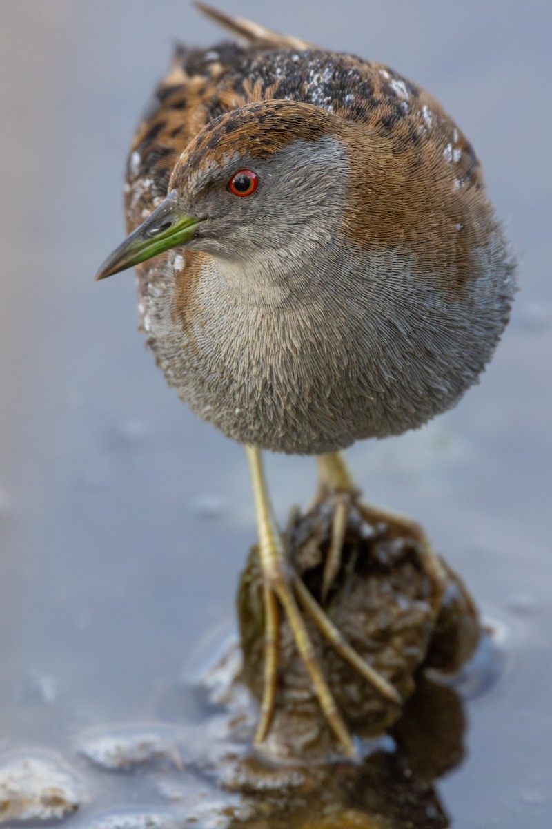 Baillon's Crake - ML620079561