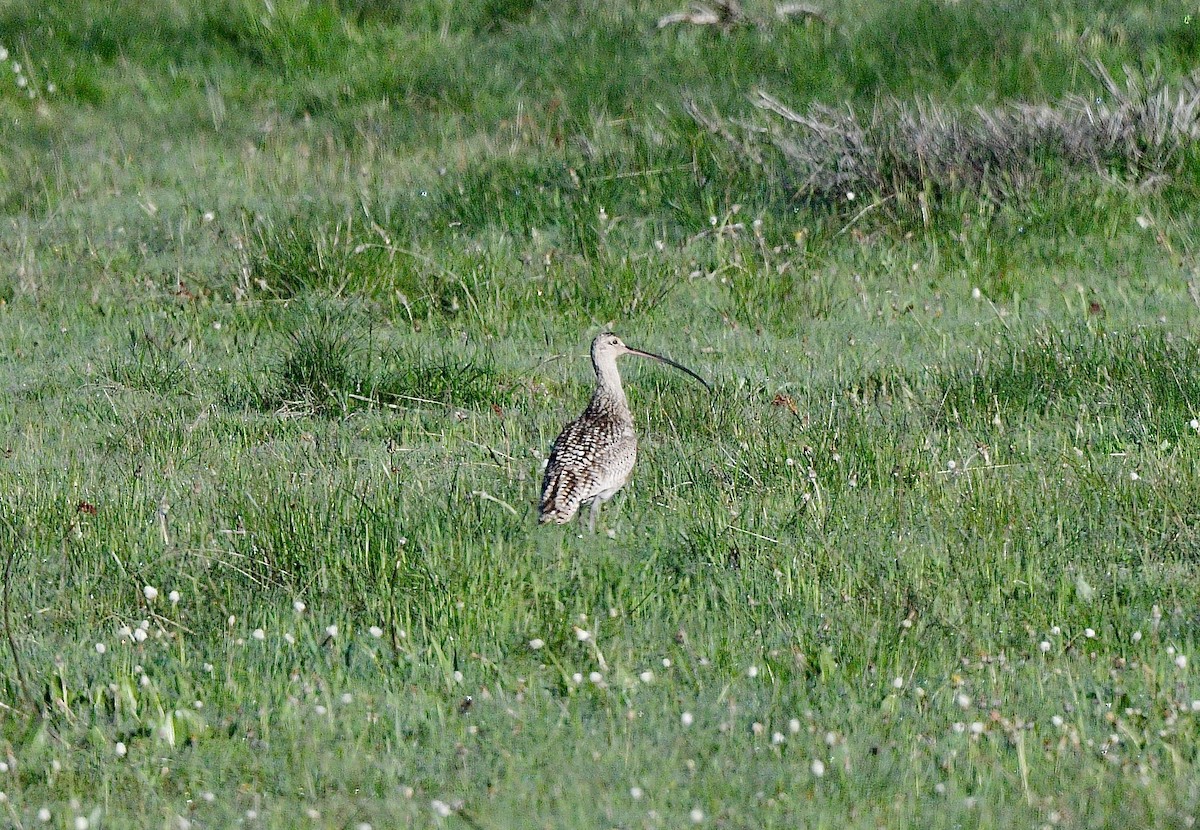 Long-billed Curlew - ML620079566