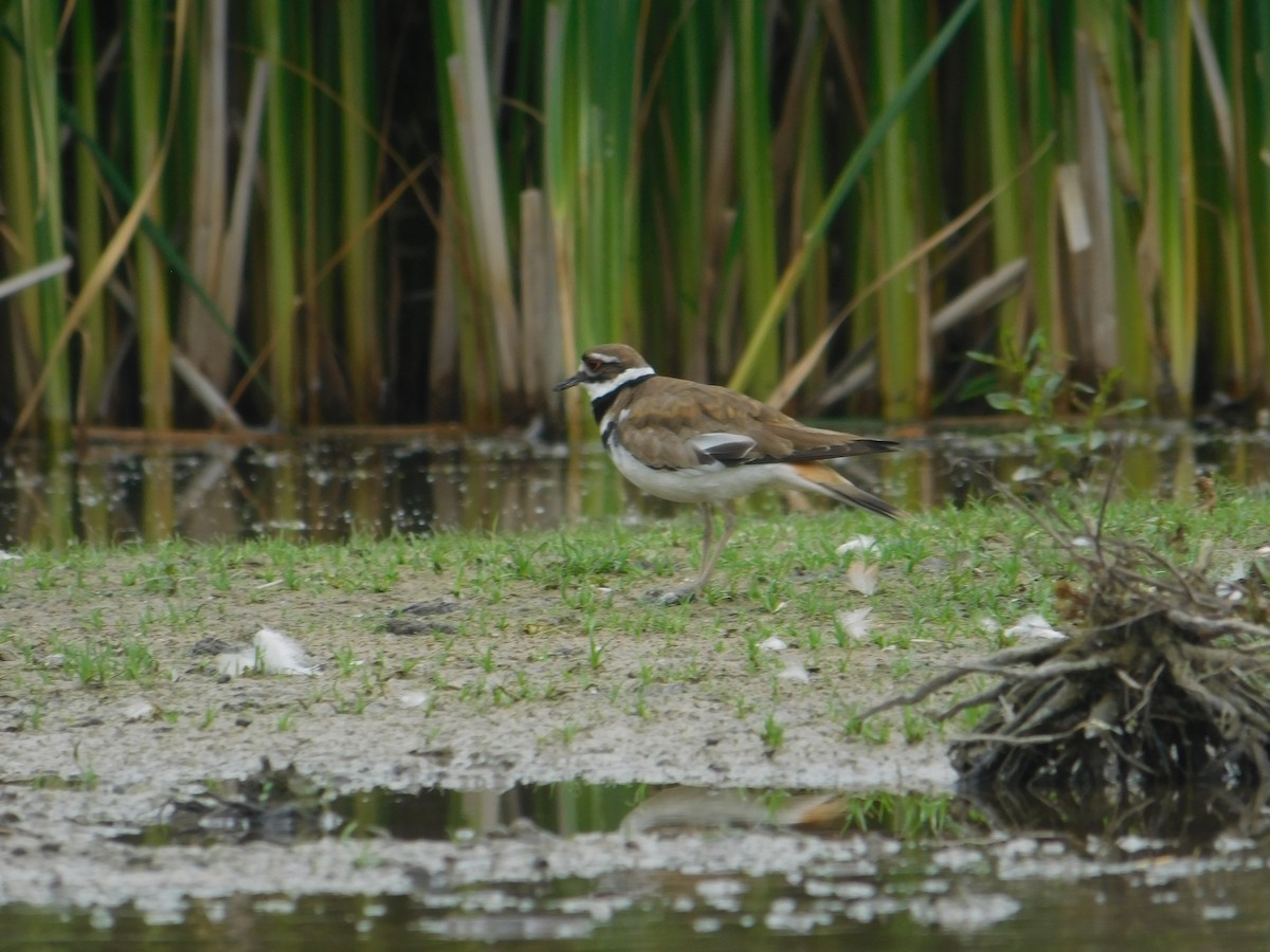 Killdeer - ML620079570