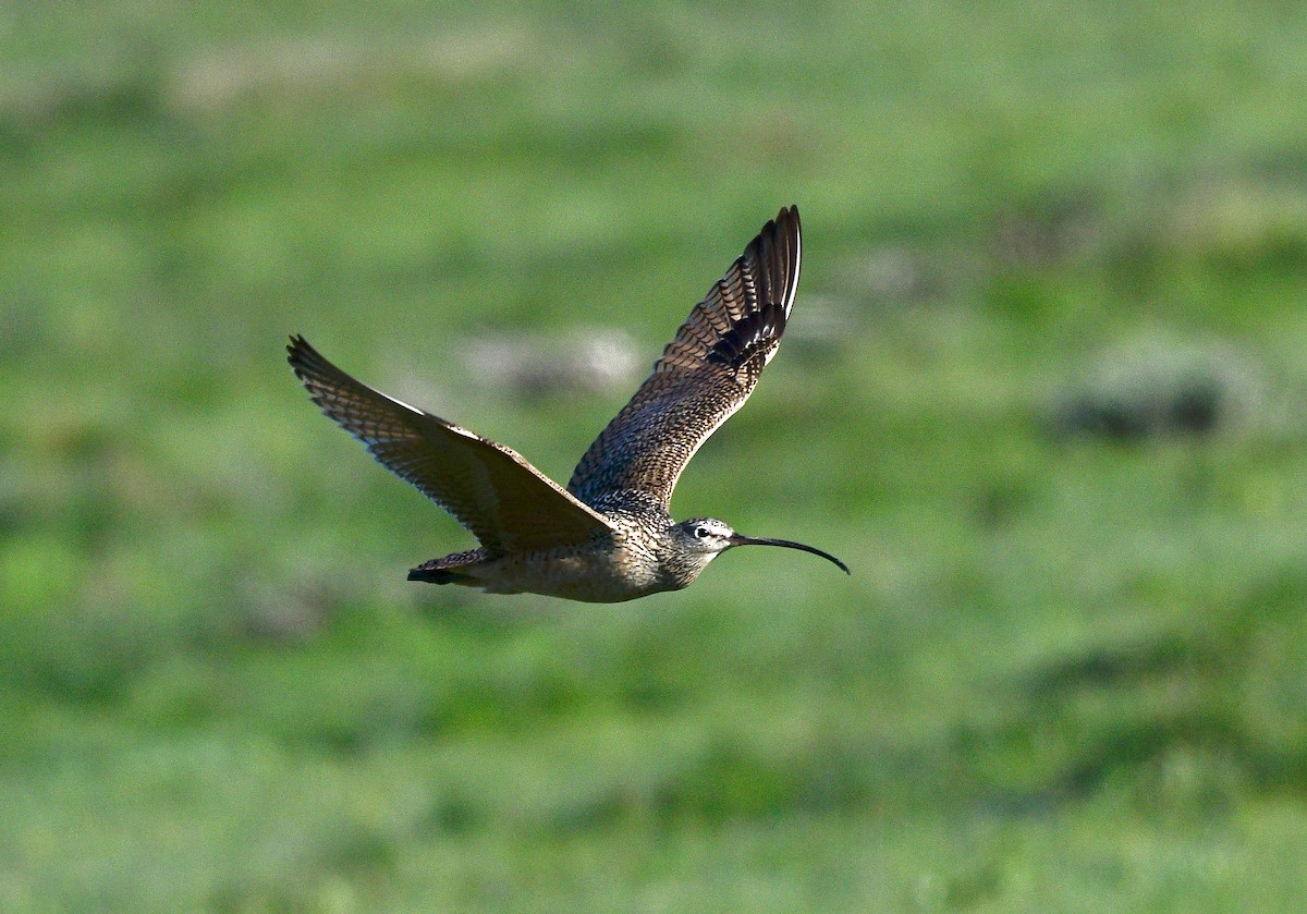 Long-billed Curlew - ML620079577