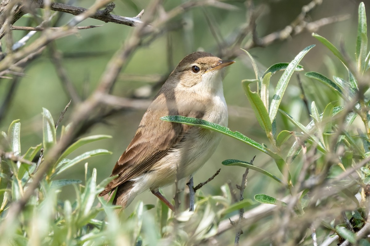 Booted Warbler - ML620079627