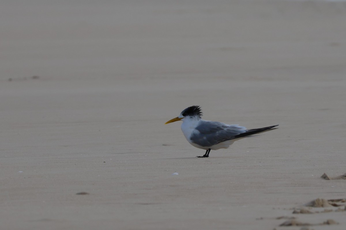 Great Crested Tern - ML620079632