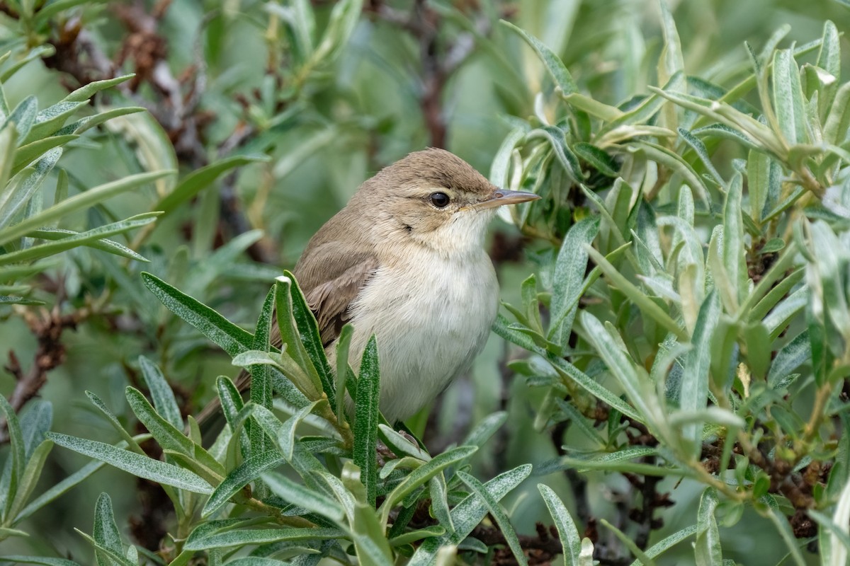 Booted Warbler - ML620079637