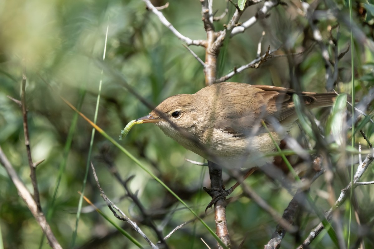 Booted Warbler - ML620079641