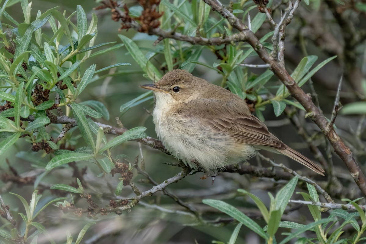 Booted Warbler - ML620079657