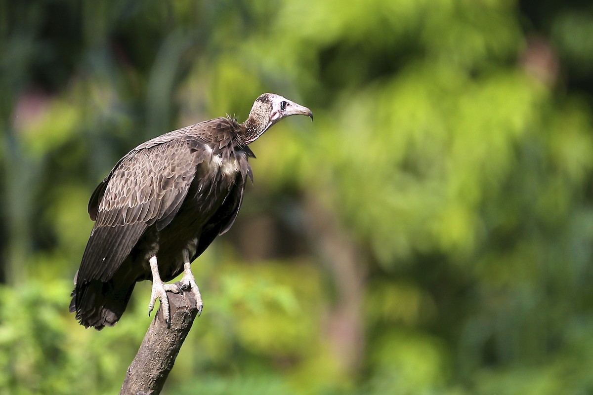 Hooded Vulture - Stu Elsom