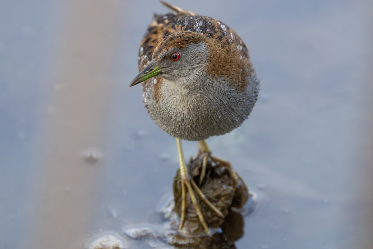 Baillon's Crake - ML620079670