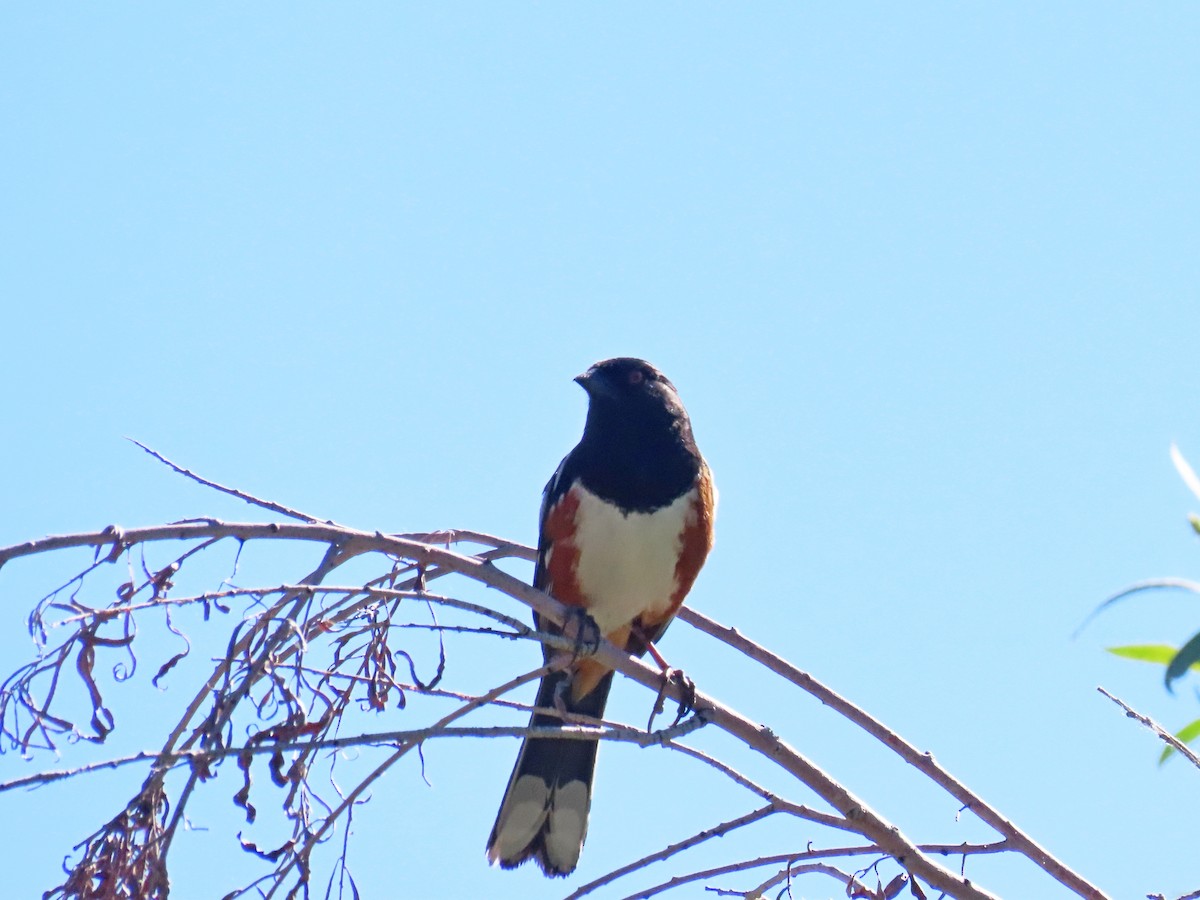 Spotted Towhee - ML620079701