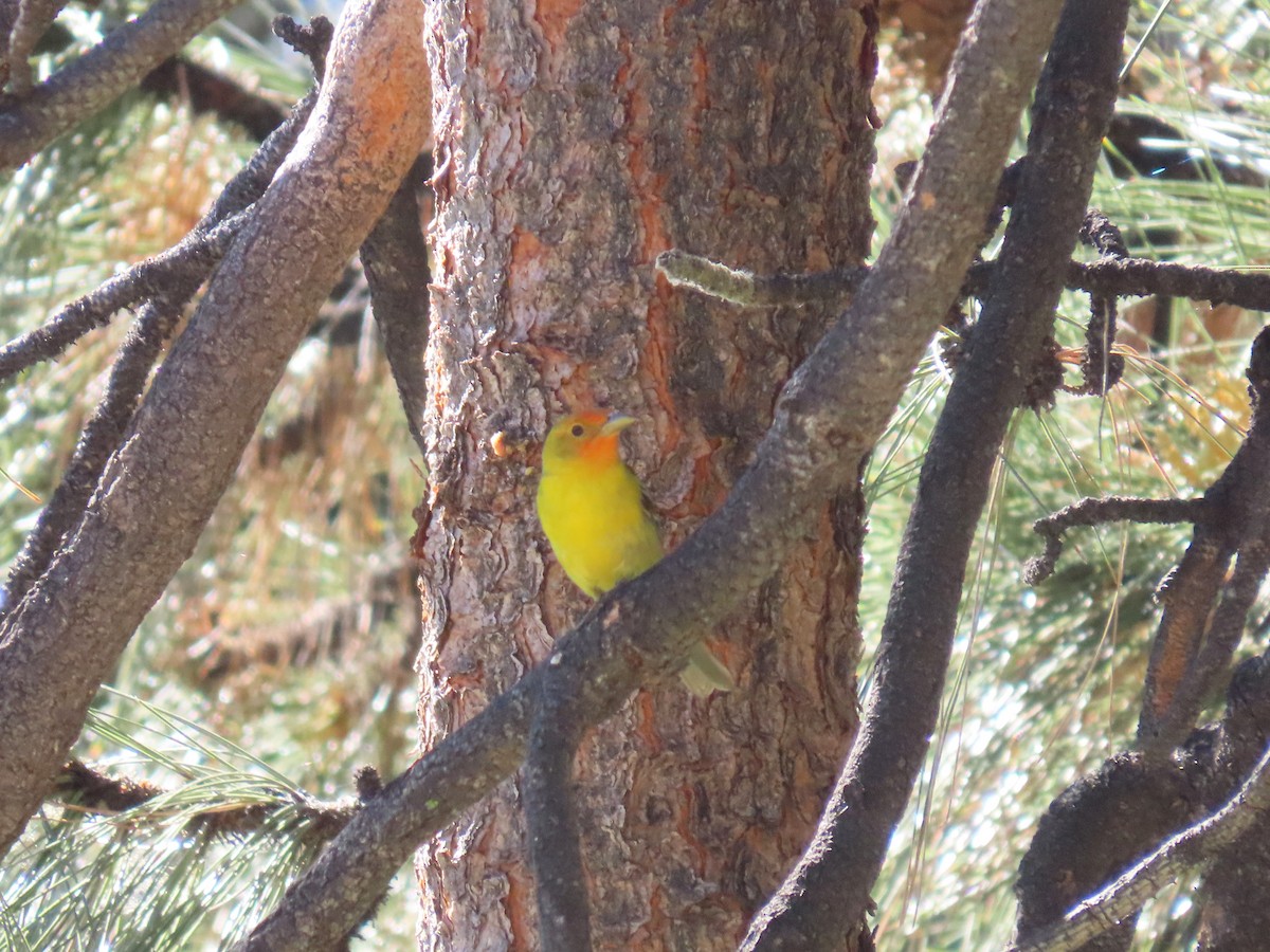 Western Tanager - ML620079707