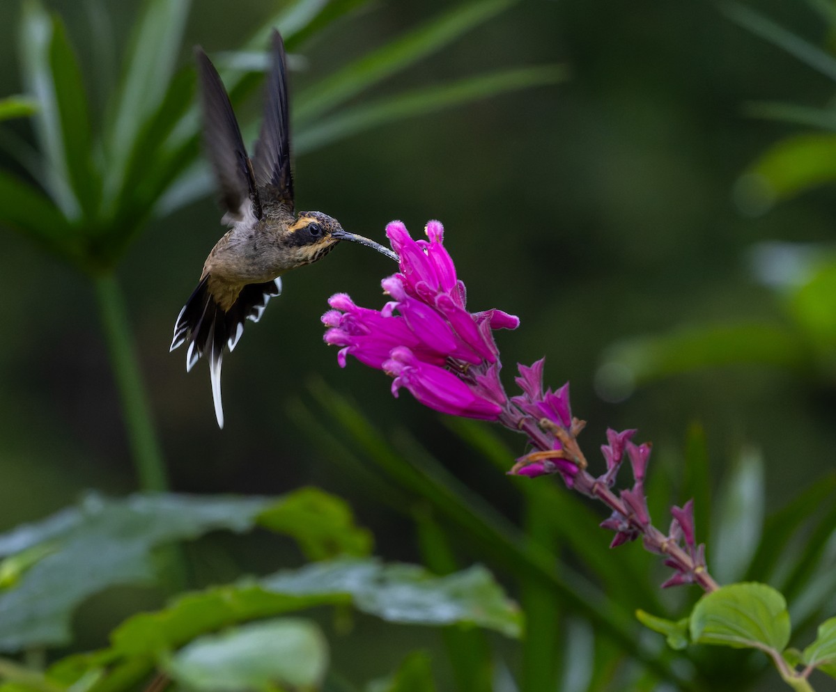 Scale-throated Hermit - ML620079714