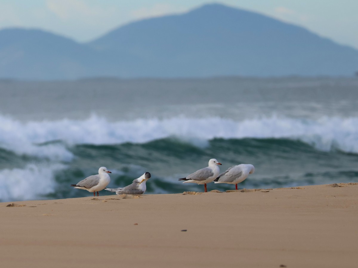 Silver Gull - ML620079716