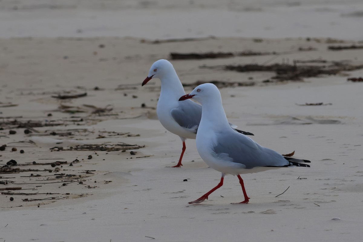 Gaviota Plateada - ML620079722