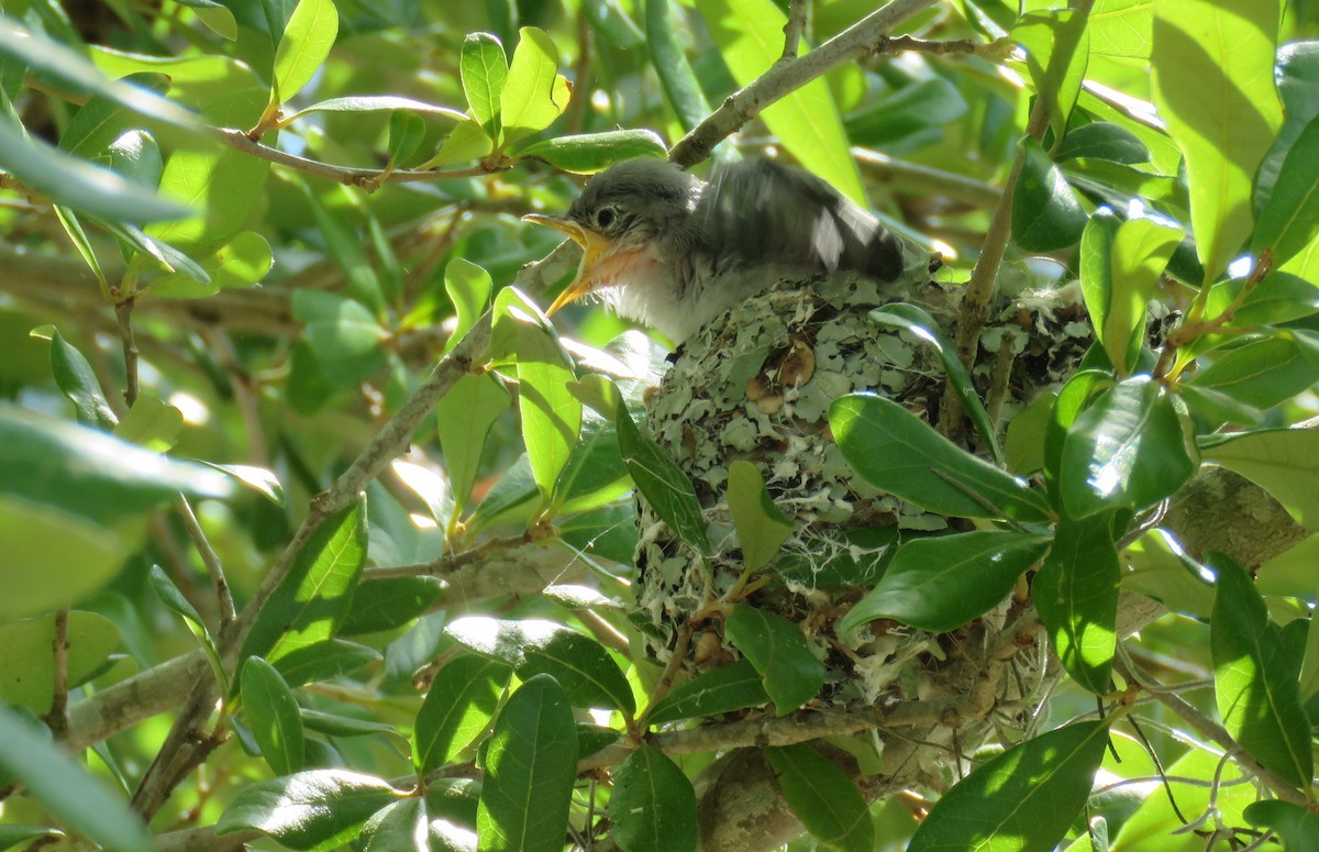 Blue-gray Gnatcatcher - ML620079741