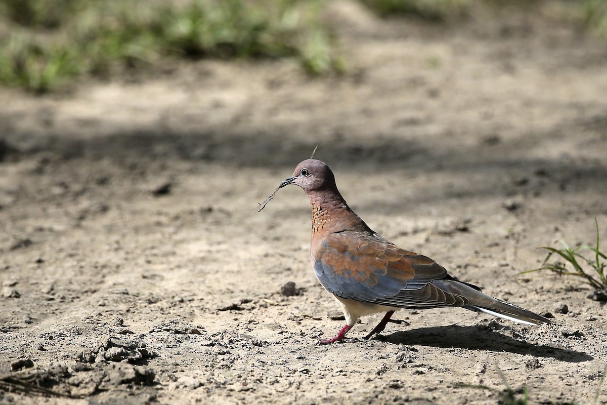 Laughing Dove - ML620079743