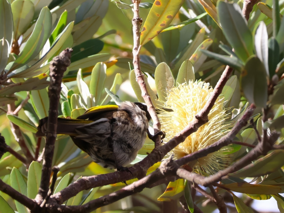 White-cheeked Honeyeater - ML620079762