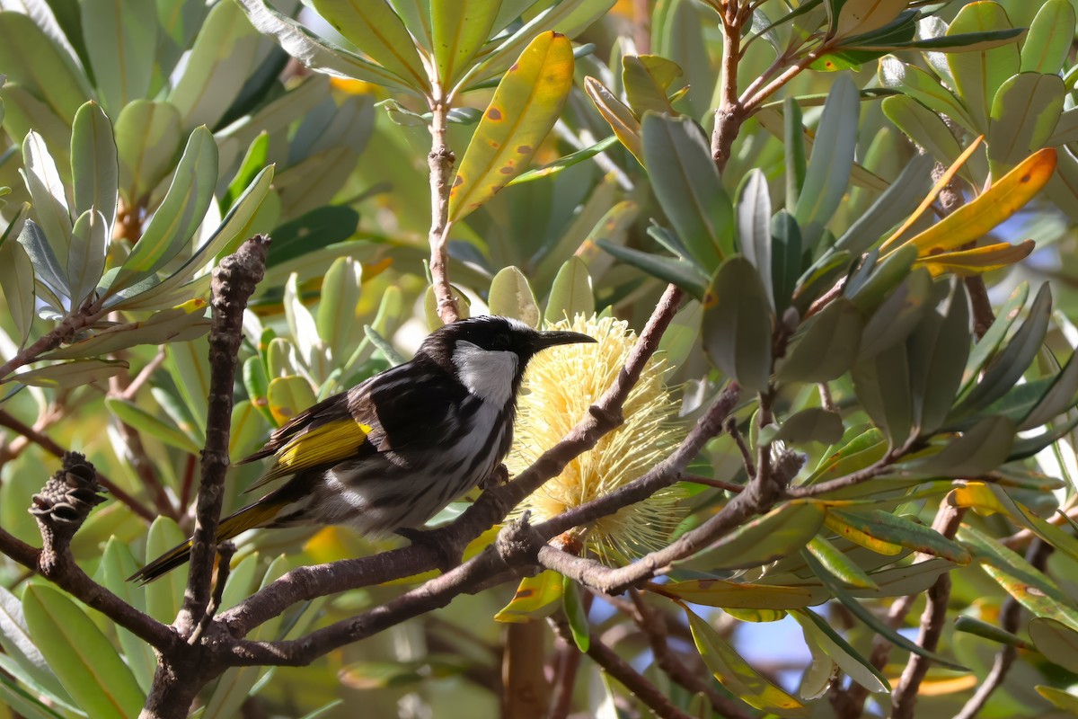 White-cheeked Honeyeater - ML620079763