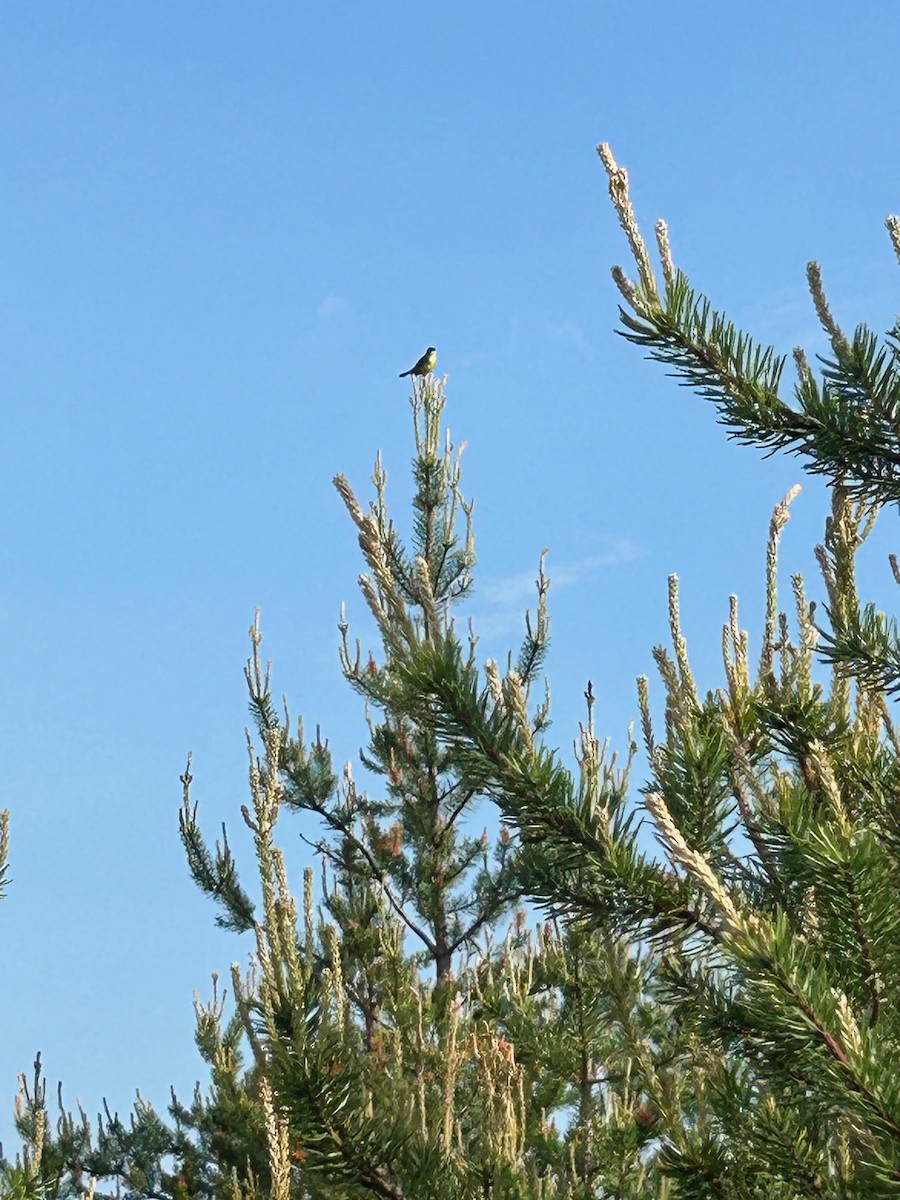 Kirtland's Warbler - ML620079770