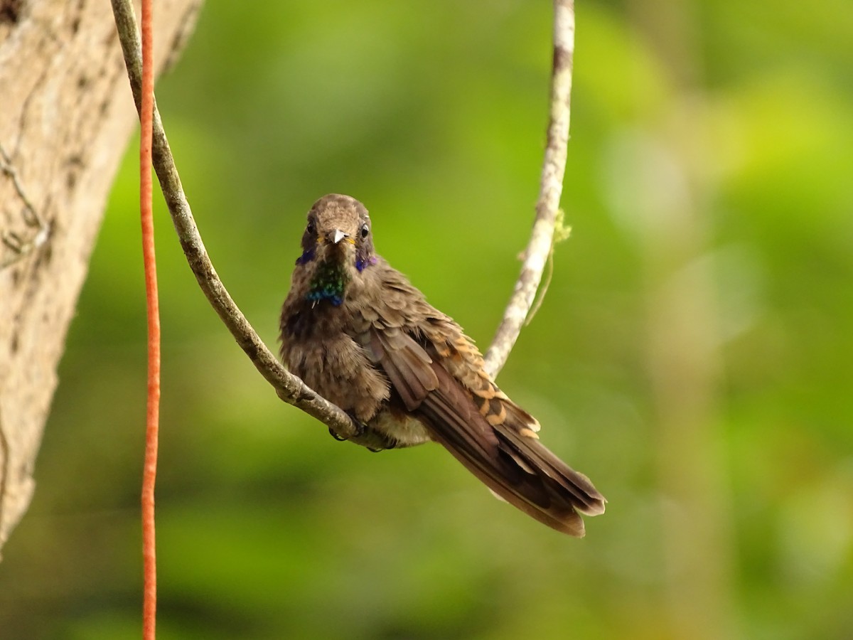 kolibřík fialovouchý - ML620079781