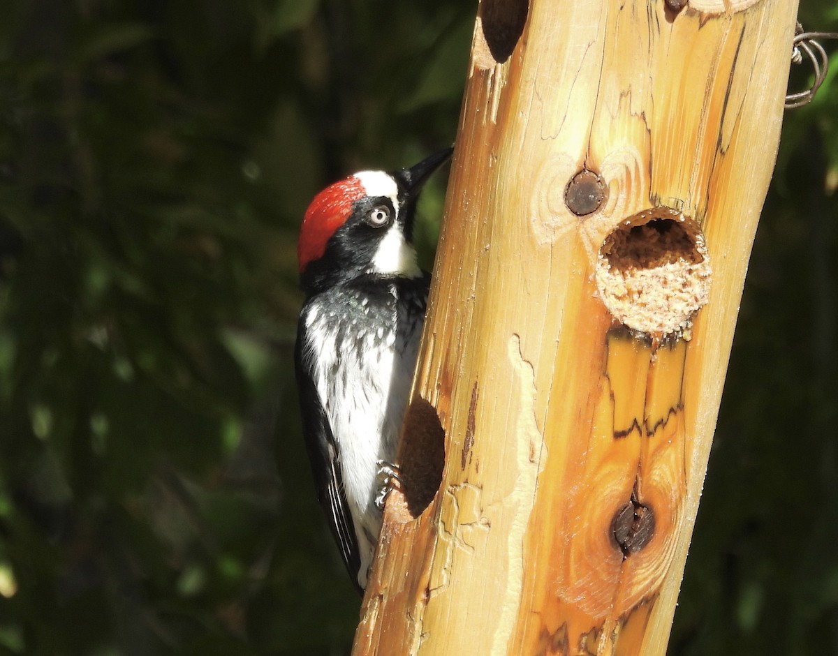 Acorn Woodpecker - ML620079824