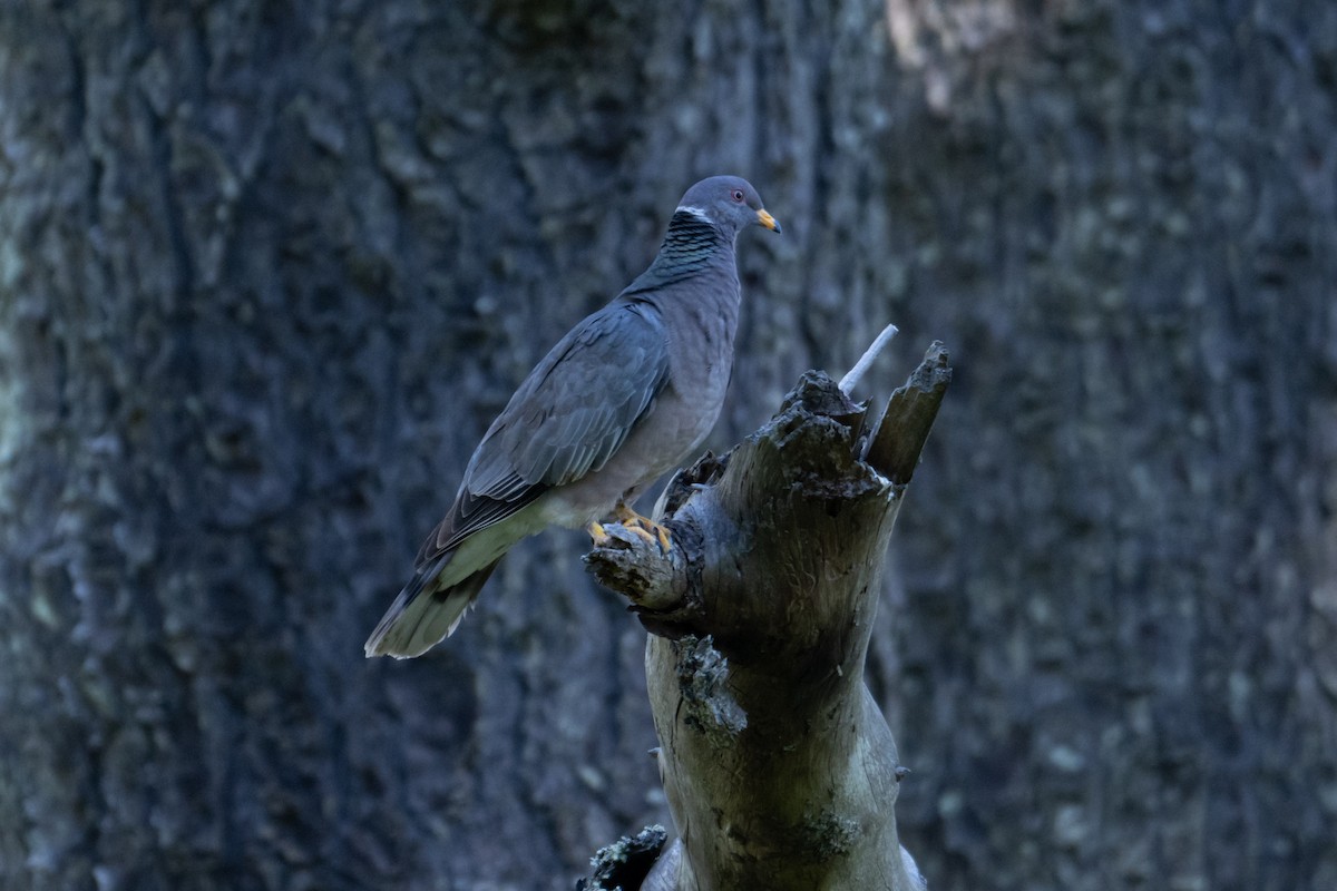 Band-tailed Pigeon - ML620079830