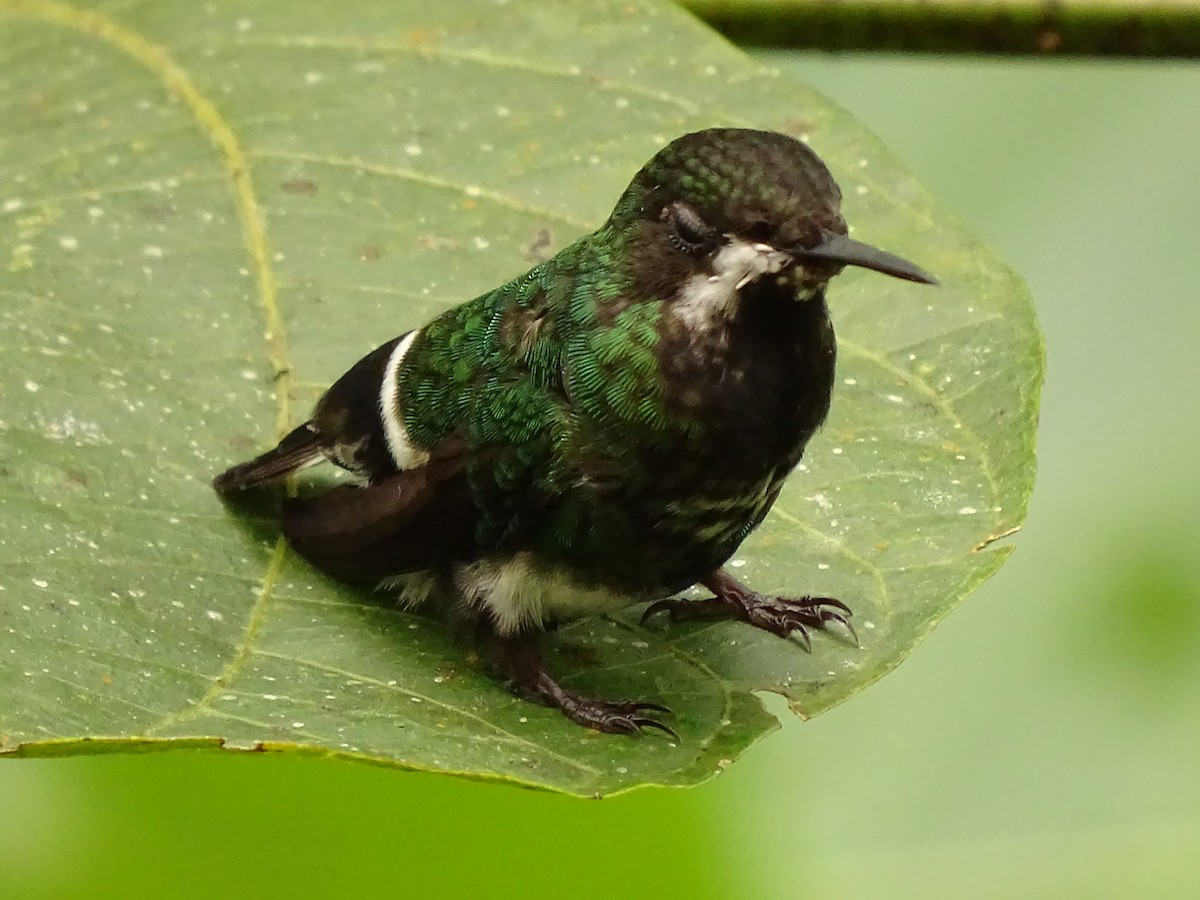 Green Thorntail - ML620079852