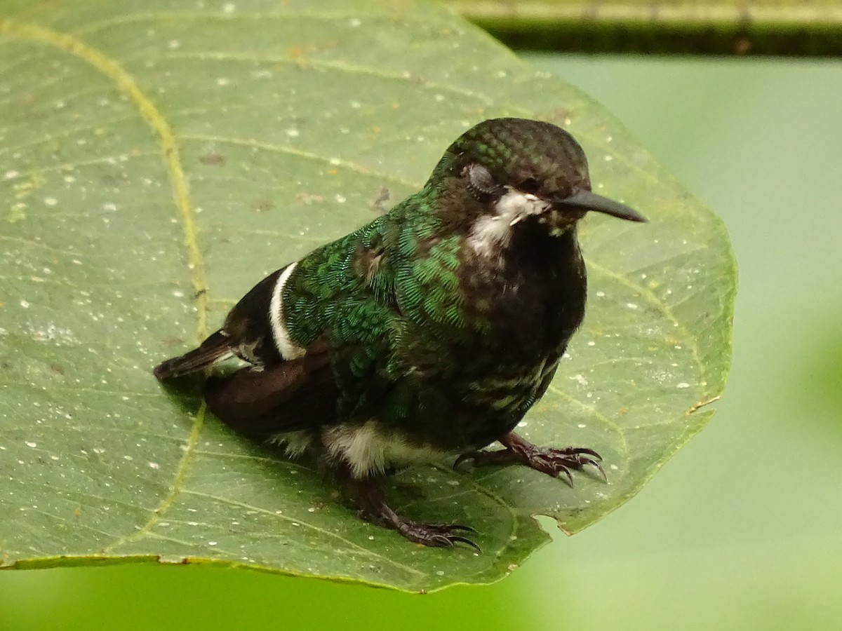 kolibřík trnoocasý - ML620079854