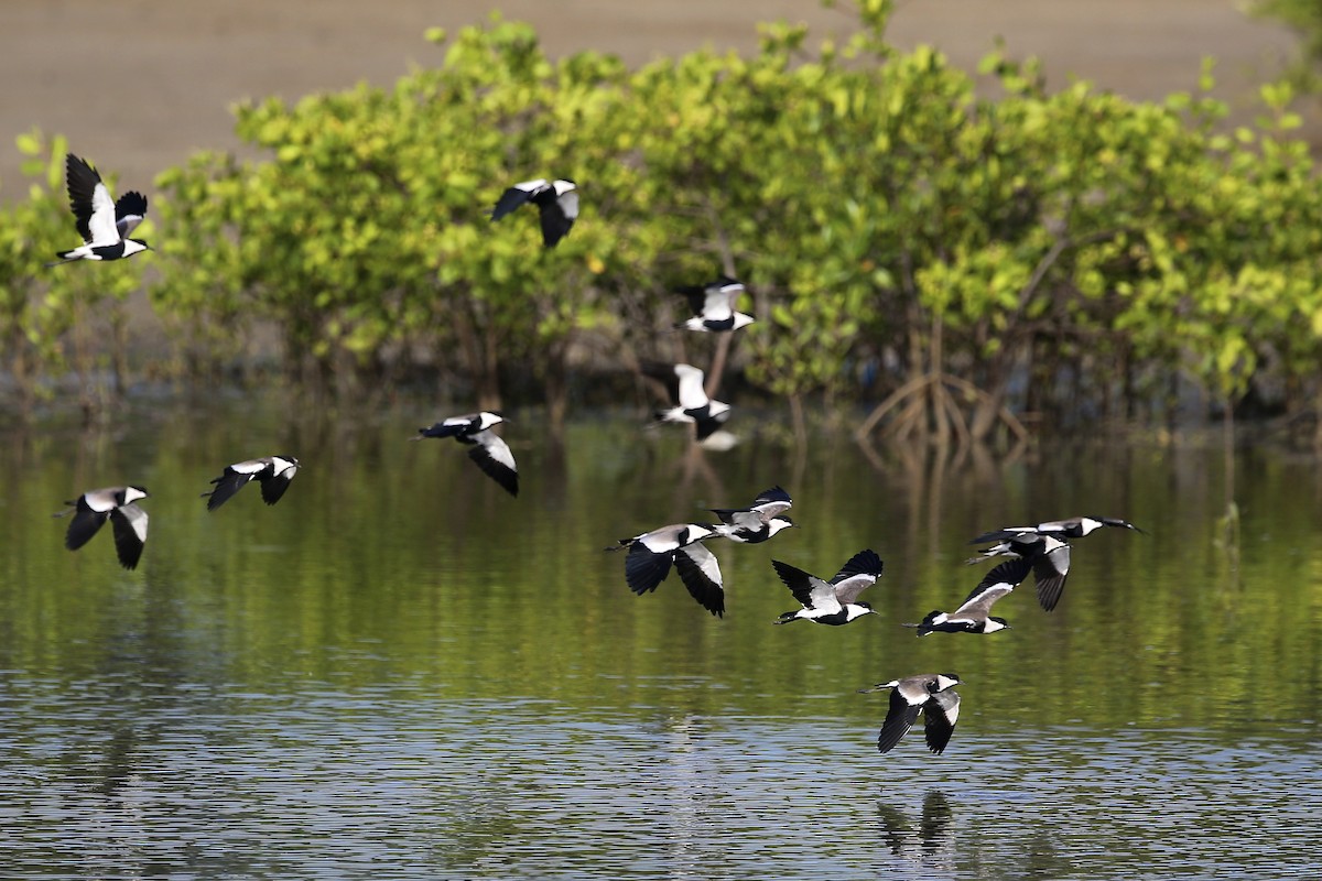 Spur-winged Lapwing - ML620079866