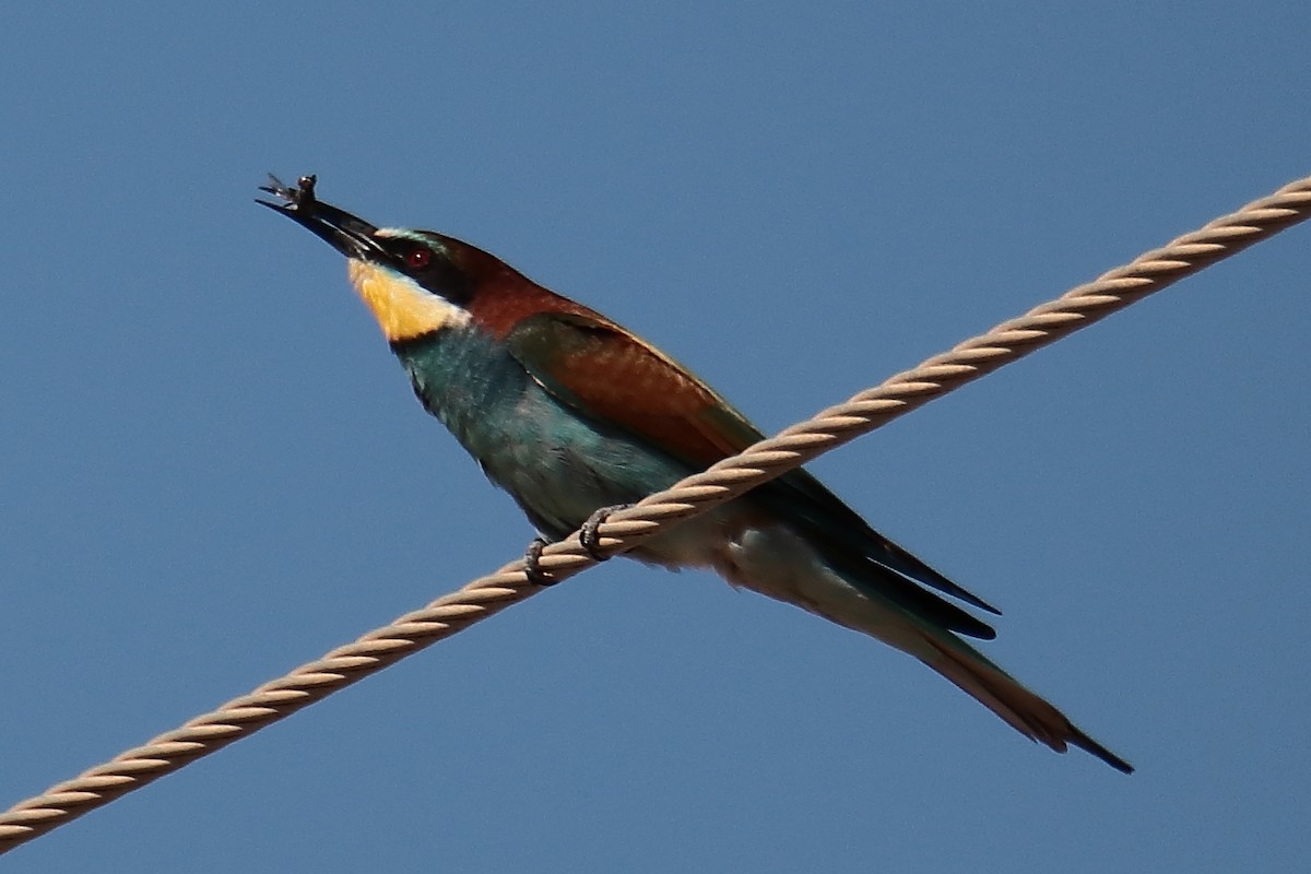 European Bee-eater - ML620079869