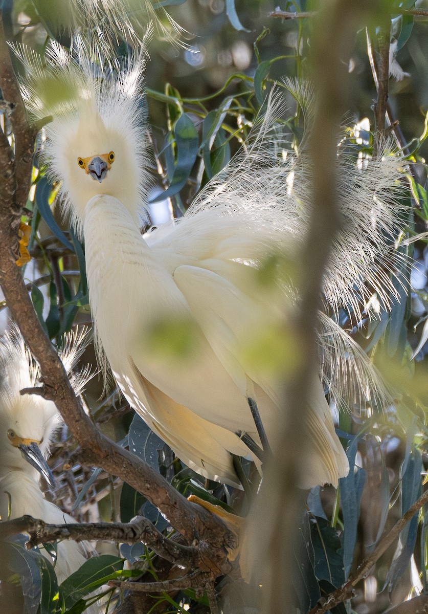 Snowy Egret - ML620079926