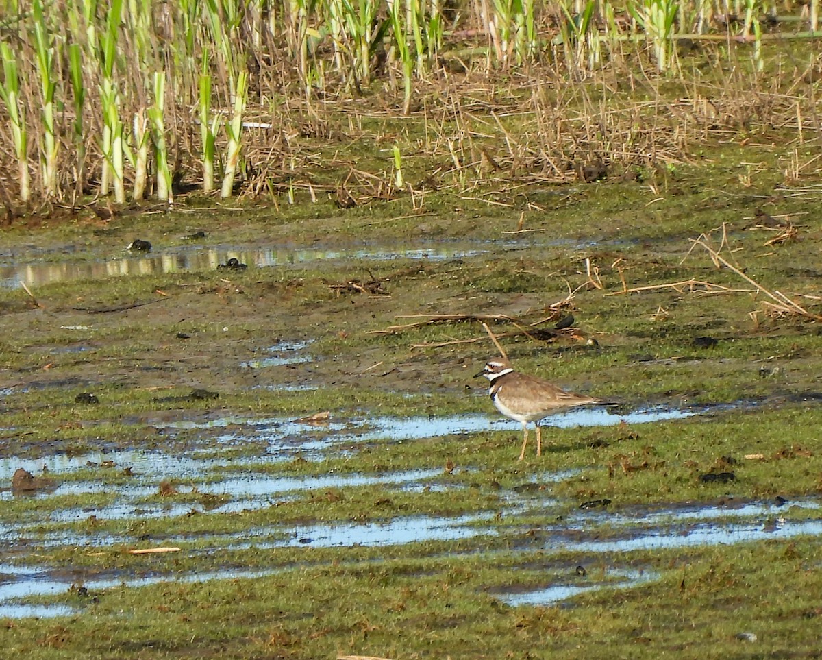 Killdeer - ML620079960