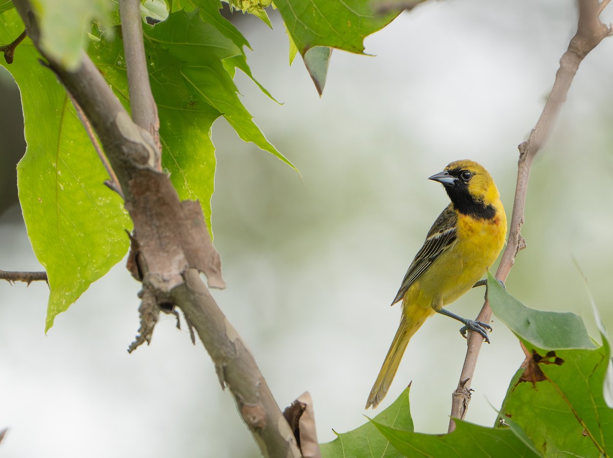 Orchard Oriole - ML620079964