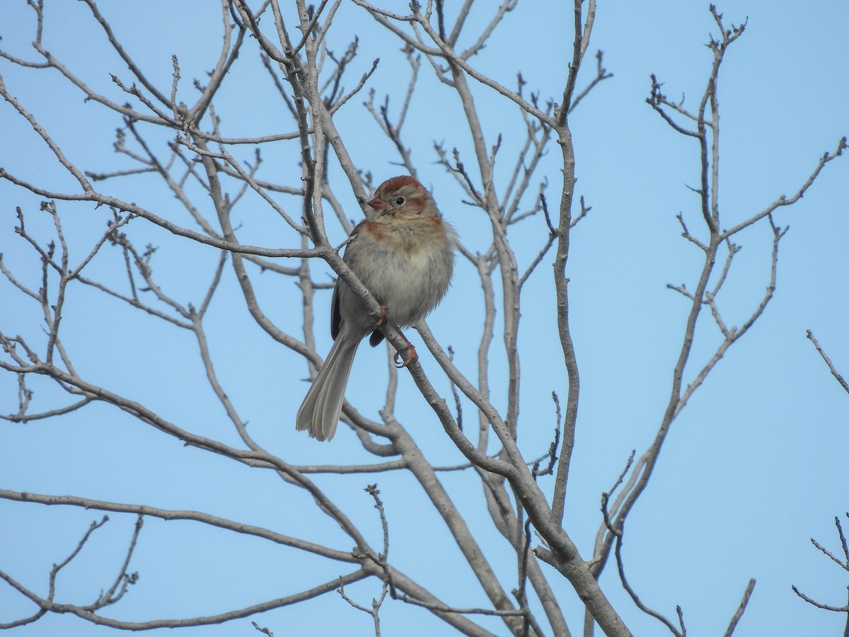 Field Sparrow - ML620079966