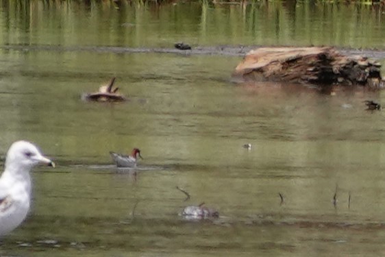 Red-necked Phalarope - ML620079976