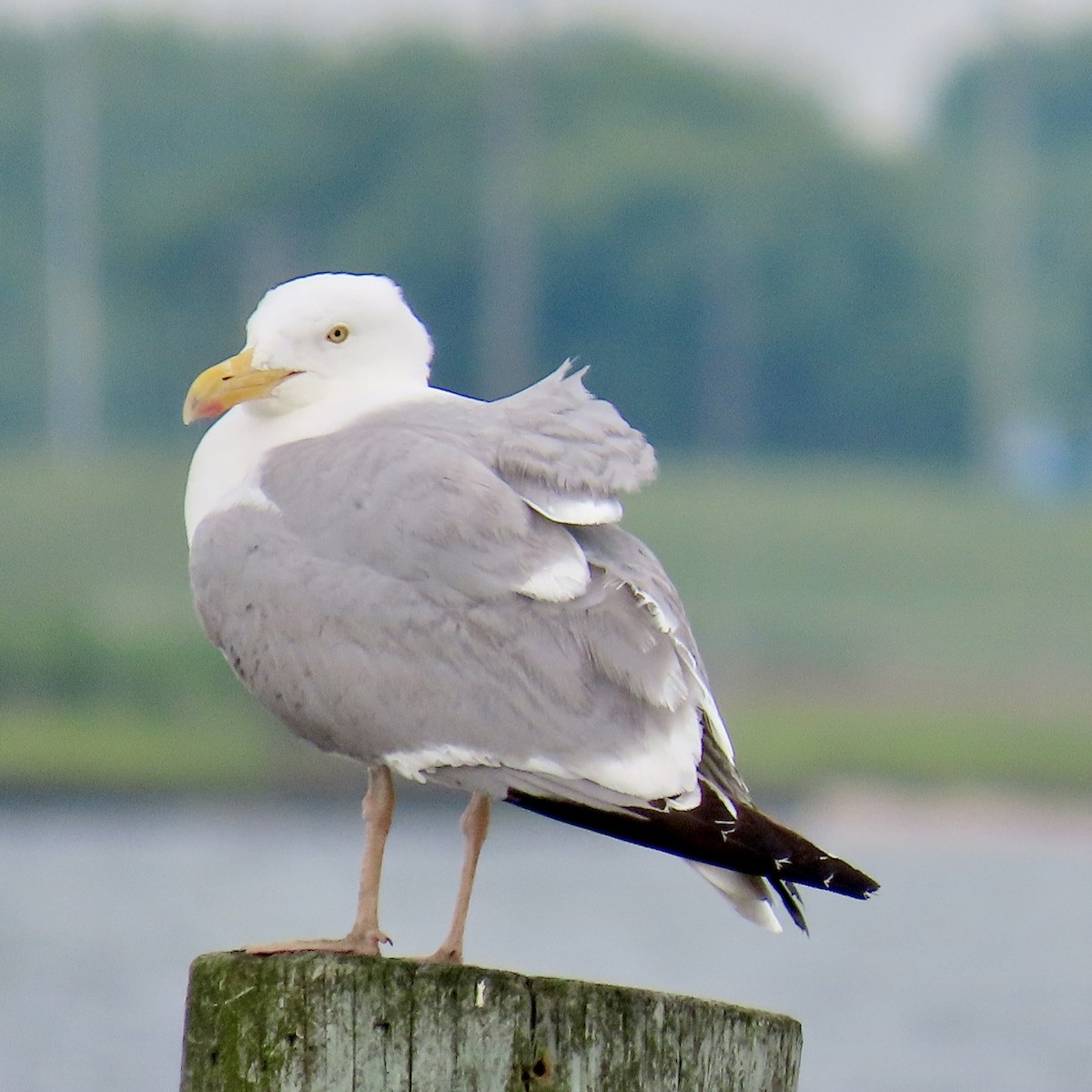 Gaviota Argéntea - ML620079977