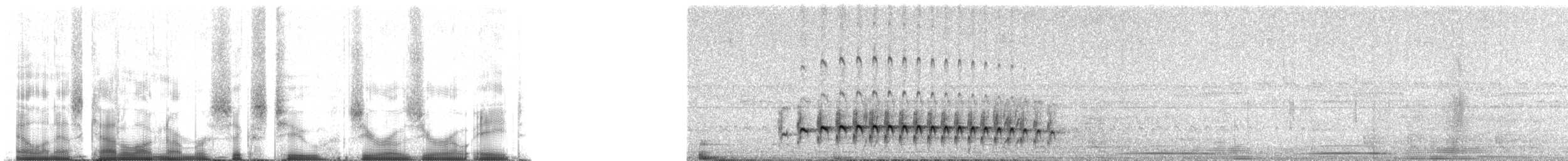 tinnmaurfugl (saturatior/vicina) - ML62008