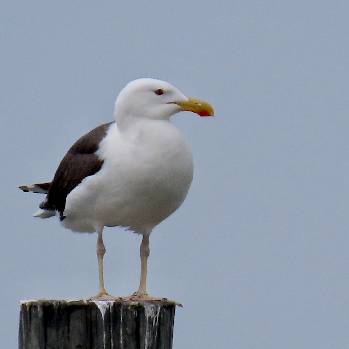 Great Black-backed Gull - ML620080007