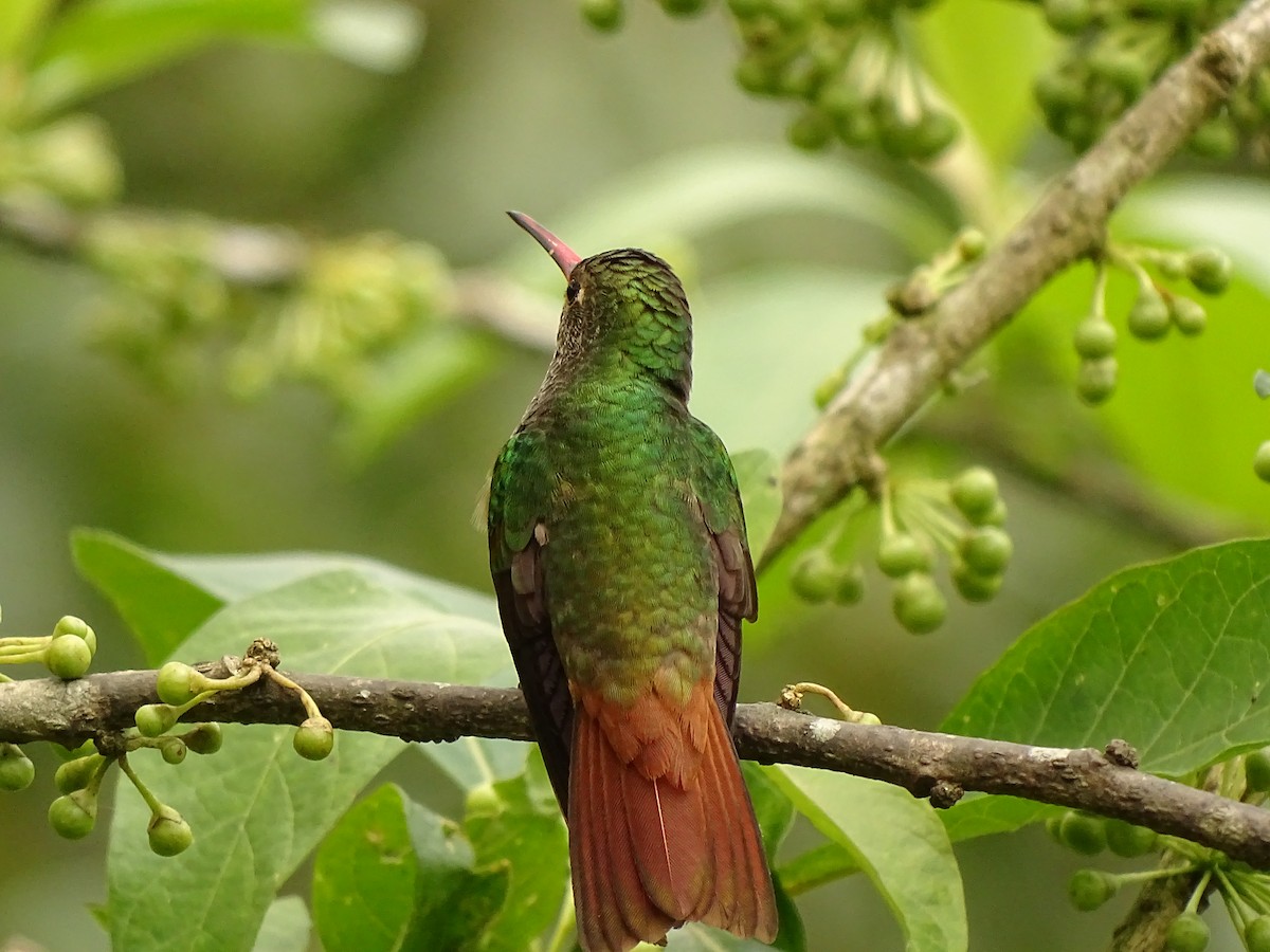 Rufous-tailed Hummingbird - ML620080011