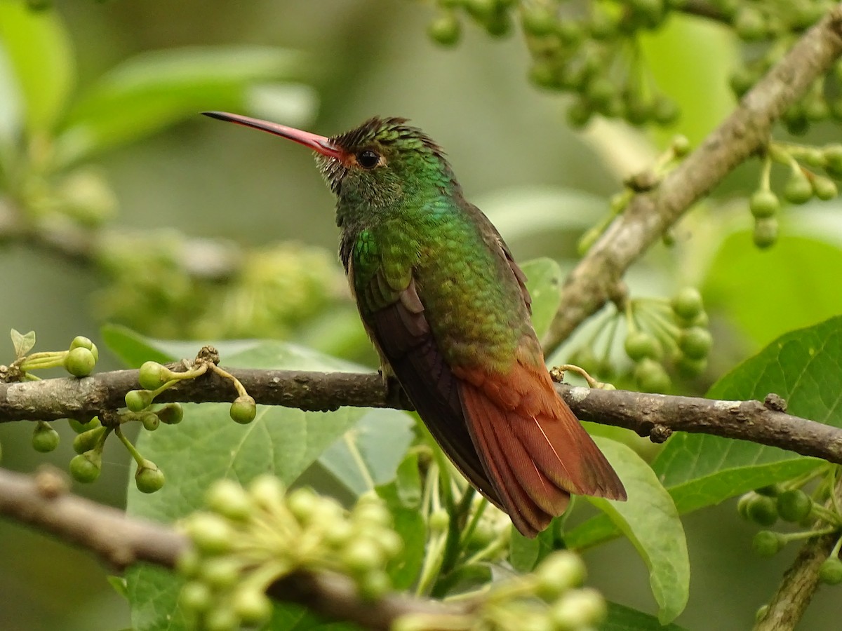 Rufous-tailed Hummingbird - ML620080012